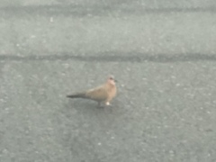 Streptopelia senegalensis