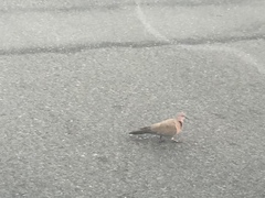 Streptopelia senegalensis