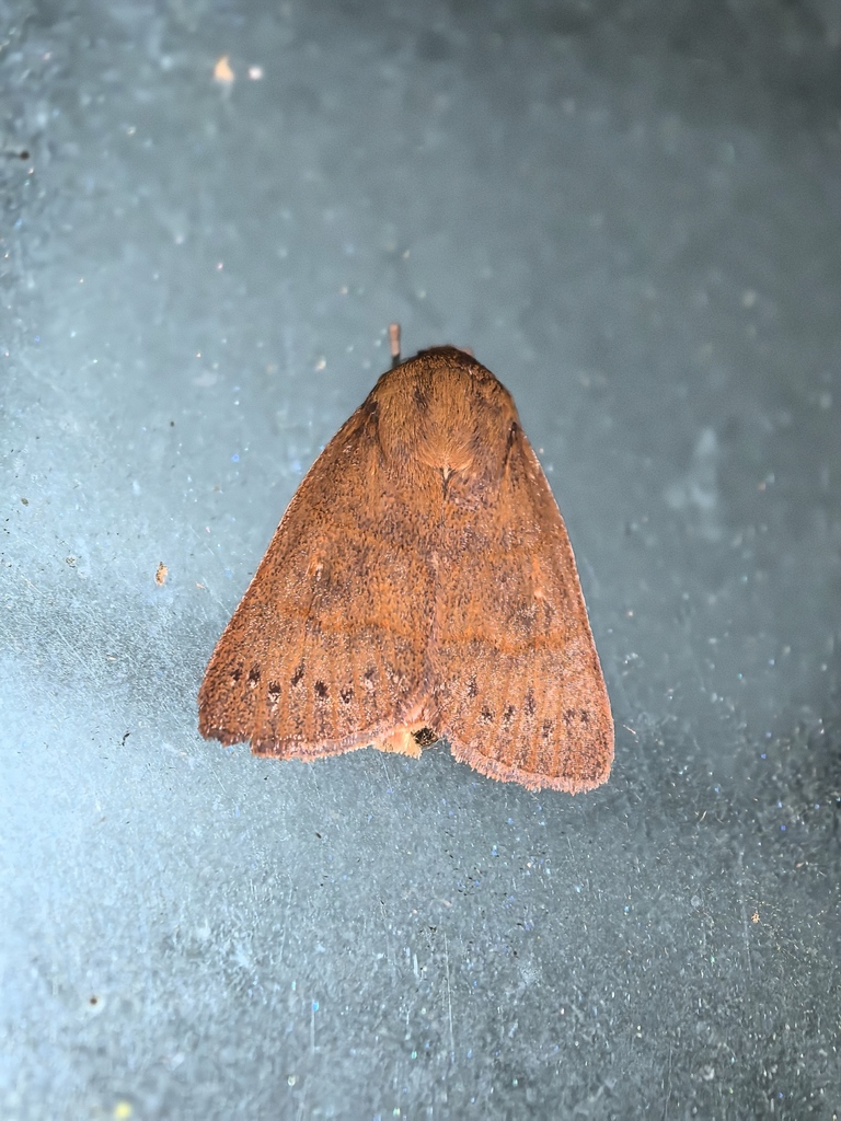 Calymera antennata