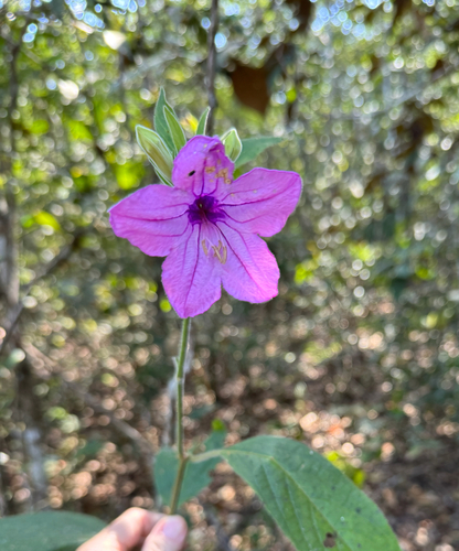 Ruellia macrantha