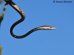 Oxybelis potosiensis