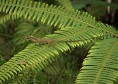 Anolis alutaceus