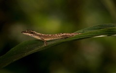 Anolis alutaceus