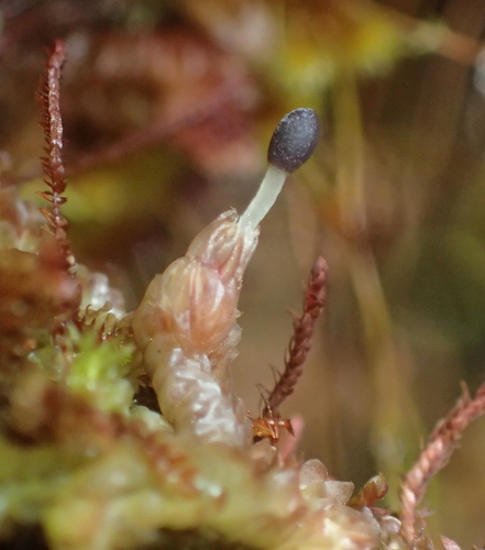 Cuspidatula labrifolia