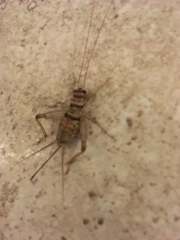 Gryllodes sigillatus