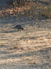 Callipepla californica