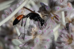 Podalonia tydei suspiciosa