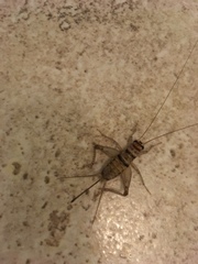 Gryllodes sigillatus