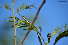 Oxybelis potosiensis