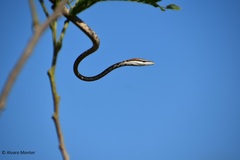 Oxybelis potosiensis