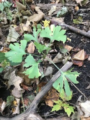 Ginkgo biloba