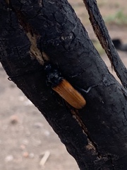 Tragidion coquus