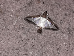 Diaphania hyalinata