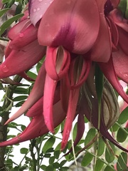 Clianthus
