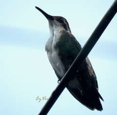 Anthracothorax nigricollis