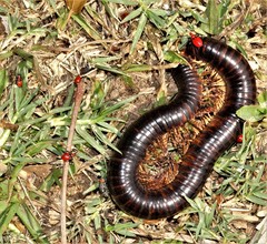 Orthoporoides