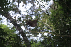 Cynocephalus volans