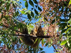 Sciurus niger