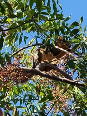 Sciurus niger