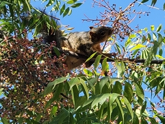 Sciurus niger