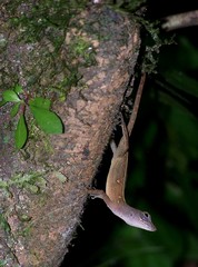 Anolis allogus