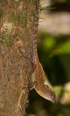 Anolis allogus