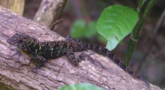 Anolis allogus