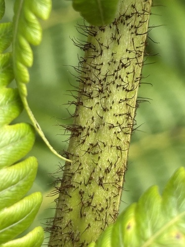 Cibotium menziesii