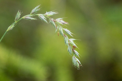 Leymus innovatus