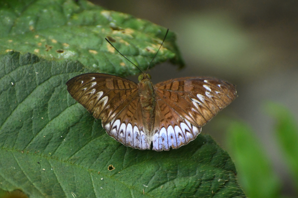 Malay Viscount (Tanaecia pelea)