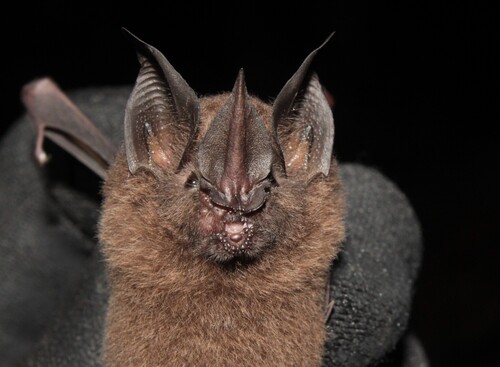 Long-legged Bat