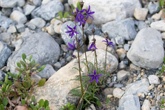 Campanula aurita