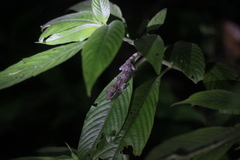 Cyrtodactylus annulatus