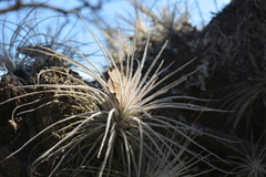 Tillandsia plumosa