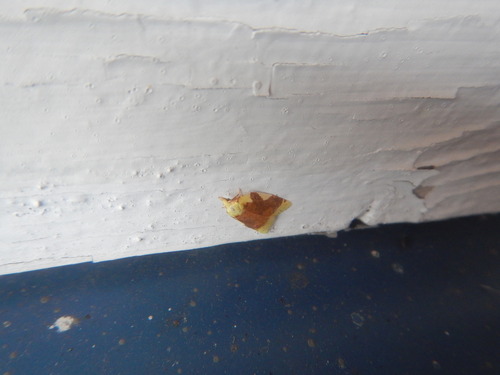Aproned Cenopis Moth photo 5