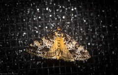 Phanomorpha meliphyrta