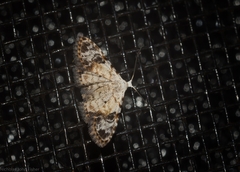 Araeopteron epiphracta