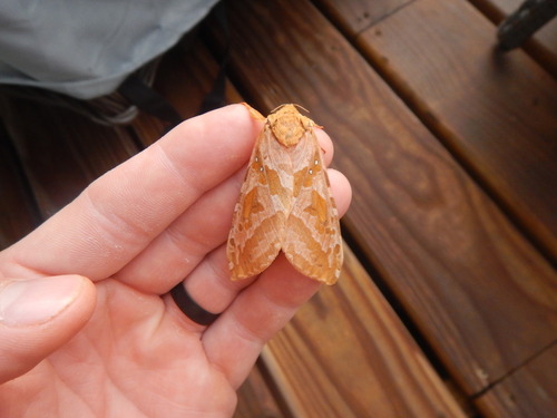 Four-spotted Ghost Moth photo 3
