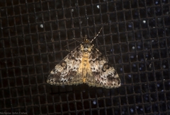 Phanomorpha meliphyrta