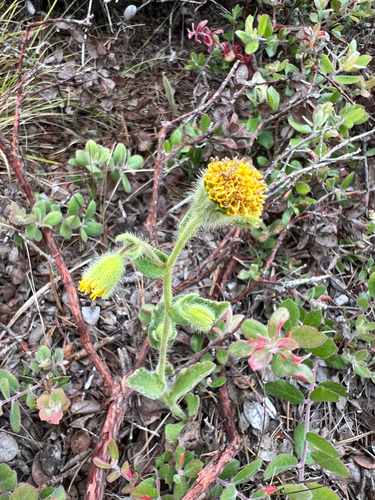 Rayless arnica (Arnica discoidea)