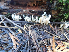 Lentaria byssiseda