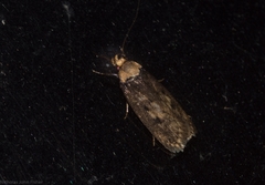 Mimobrachyoma maculifera