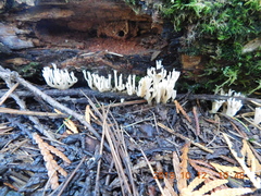 Lentaria byssiseda