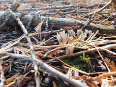 Lentaria byssiseda