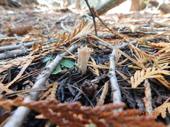 Lentaria byssiseda