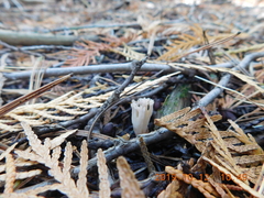 Lentaria byssiseda