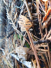Lentaria byssiseda