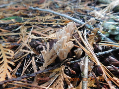 Lentaria byssiseda