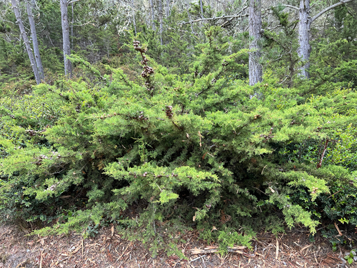 Gowen cypress (Hesperocyparis goveniana)
