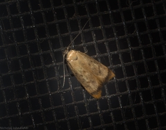 Aeolothapsa acrocosma